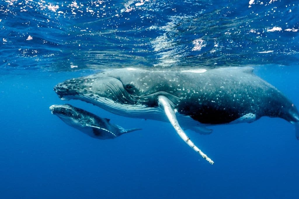 how do whales change climate