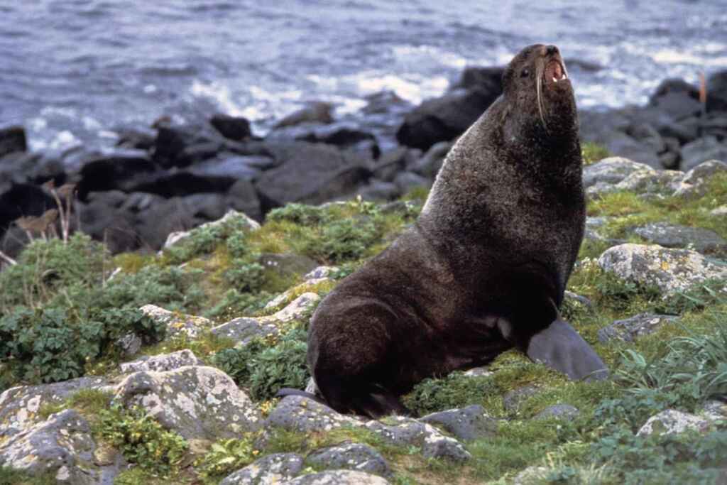 endangered species in north america, nothern fur seal