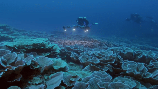 New Coral Reef Discovery off Tahiti Coast Offers New Hope