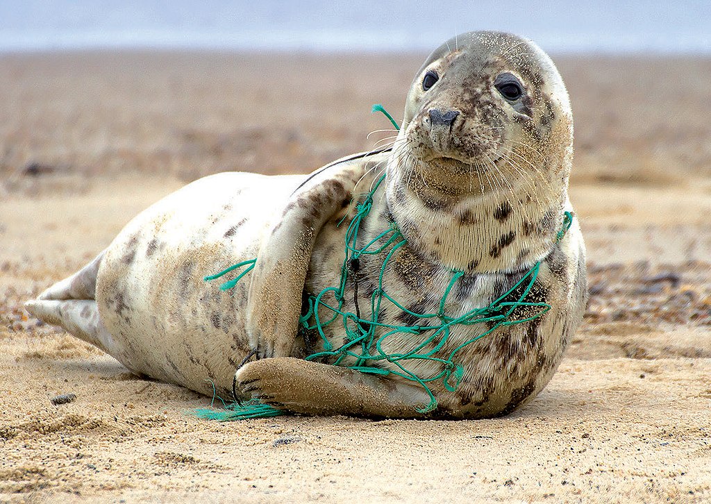 problems that plastic pollution creates for wildlife