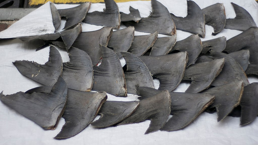 European Citizens Demand the End of Shark Fin Trade in the EU