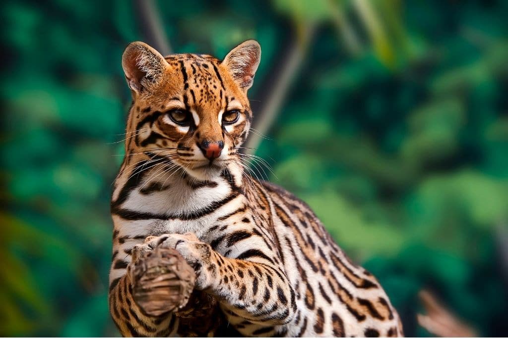 7 Most Critically Endangered Species in North America 