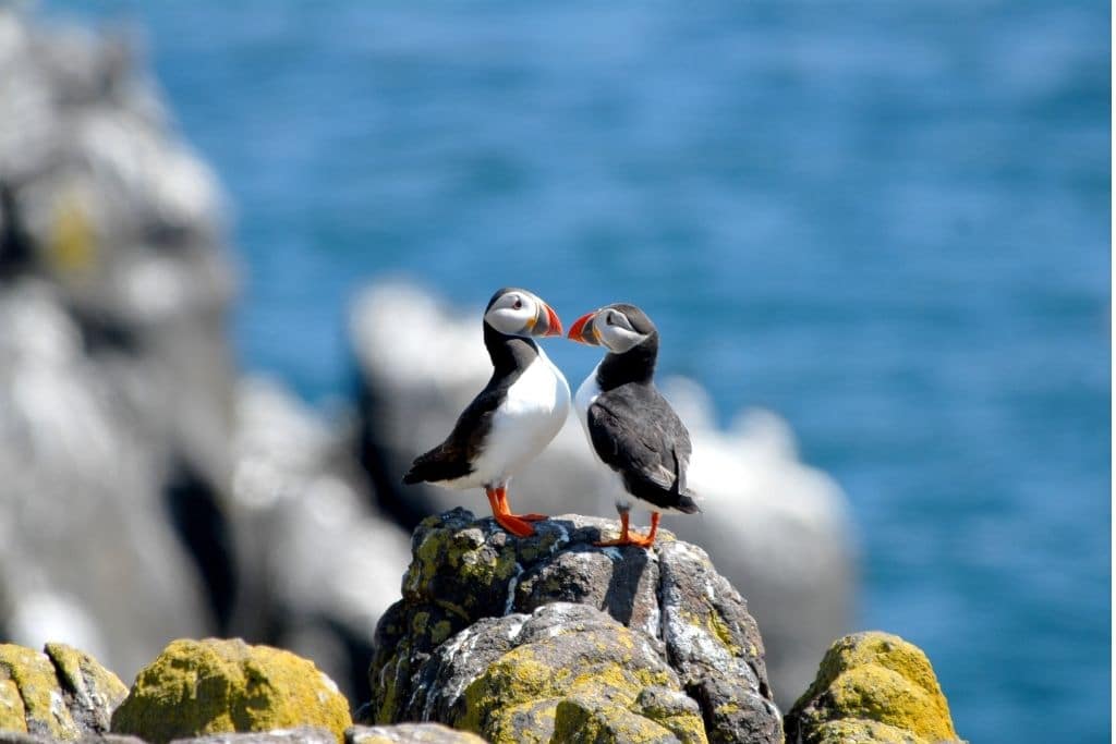 Maine’s Puffin Population Are Doing “Strikingly Poor”