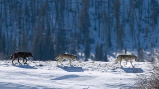Rewilding North America and the West