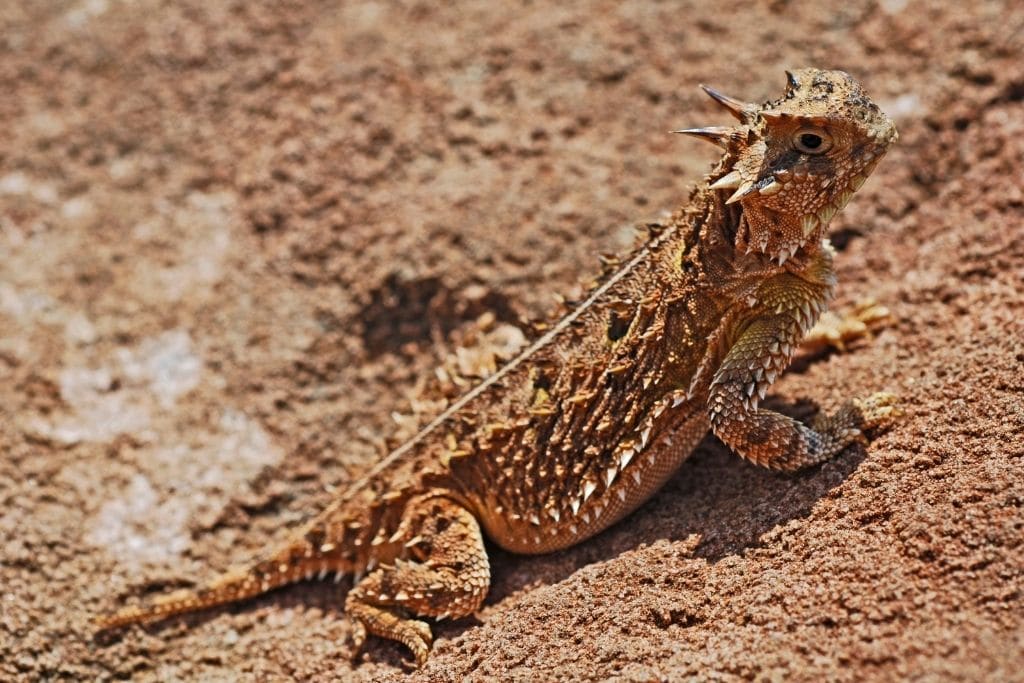 endangered species texas, horned lizard