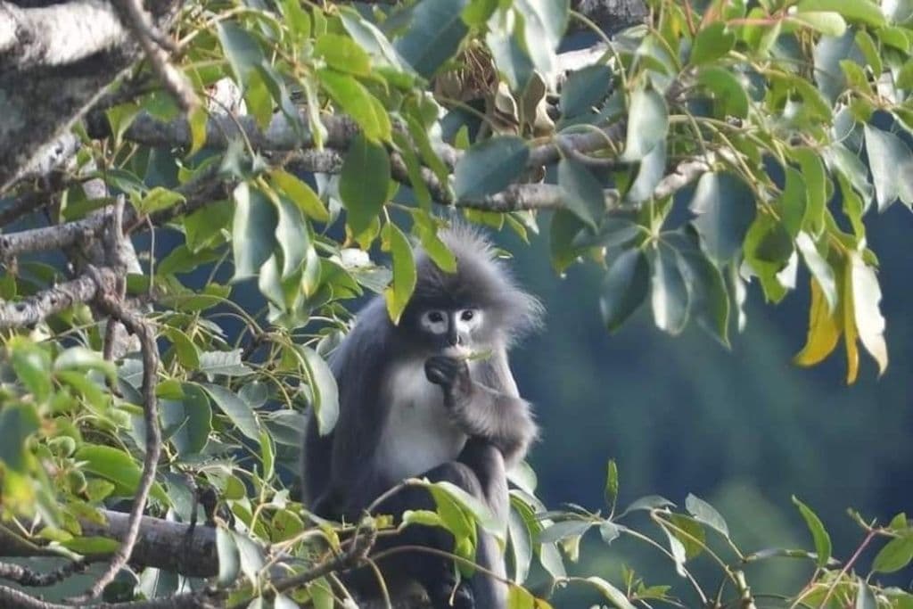 Ghostly Monkey Among 224 New Species Found in Mekong Region
