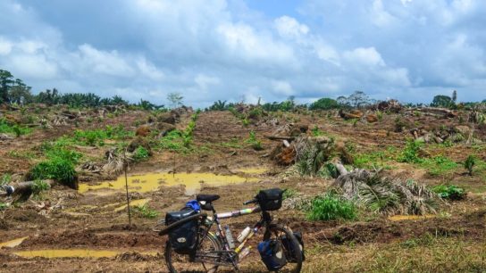 Challenges Facing Policies Against Deforestation in Nigeria
