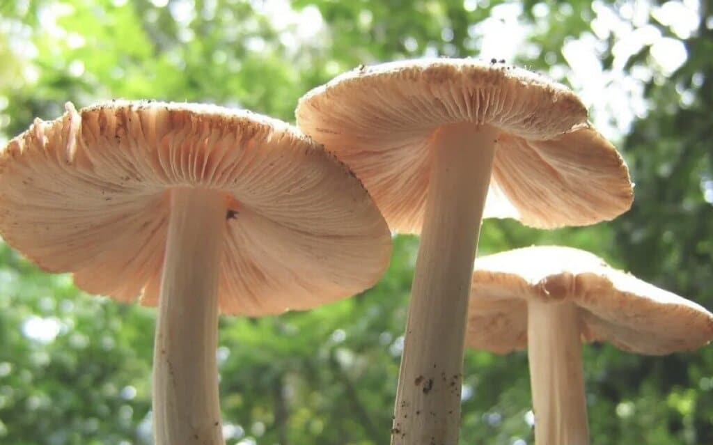 The Untapped Potential of the Amazon’s Plastic-Eating Mushroom