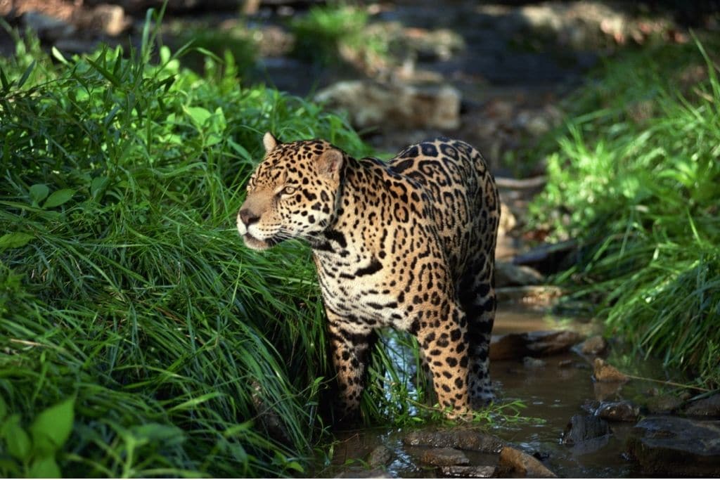 amazon rainforest endangered species, jaguar