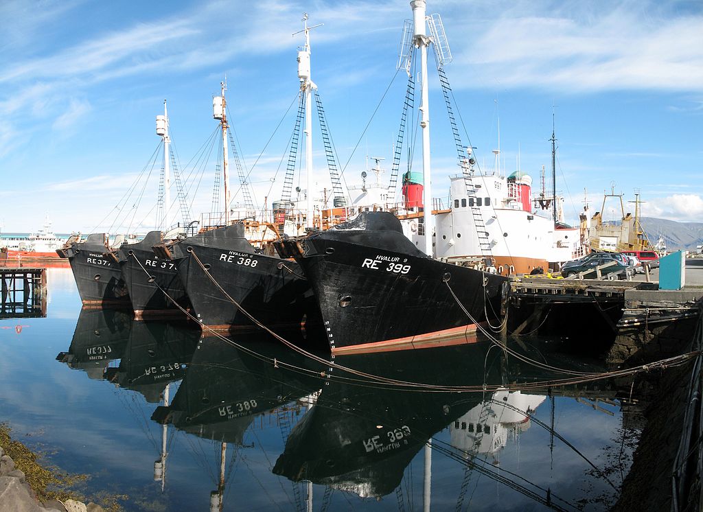 Iceland to End Commercial Whaling in 2024