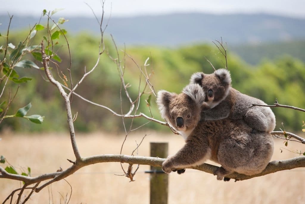 Australia Officially Declares Koalas as an Endangered Species 