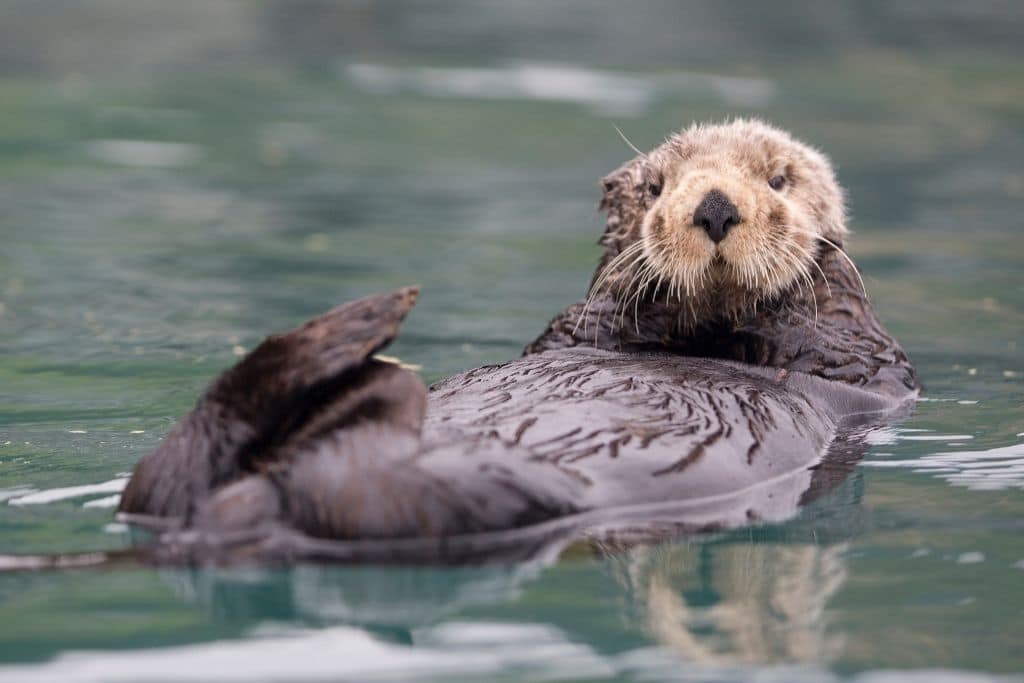 endangered species in canada, sea otters