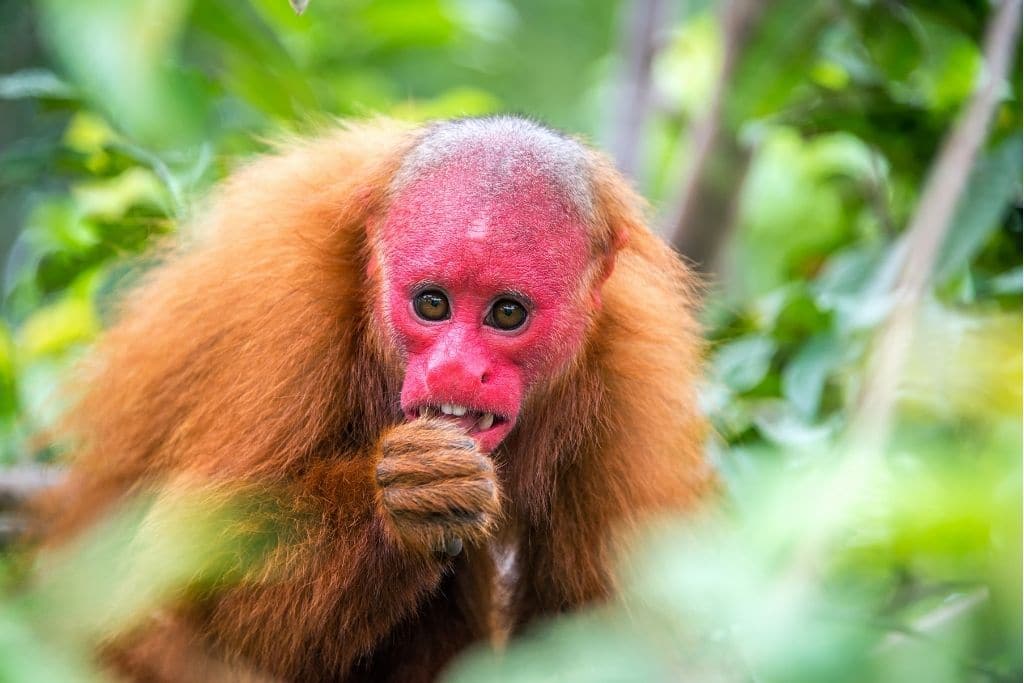 Amazonės atogrąžų miškų nykstančios rūšys, Uakari Monkey