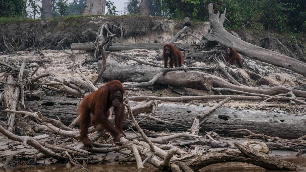 biologinės įvairovės nykimas, orangutanų miškų naikinimas, Ulet Ifansasti