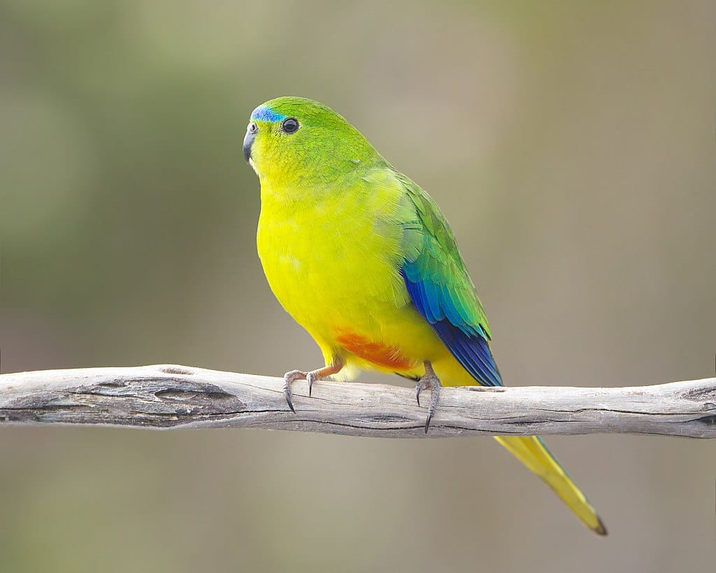 orange-bellied parrot, endangered species in australia