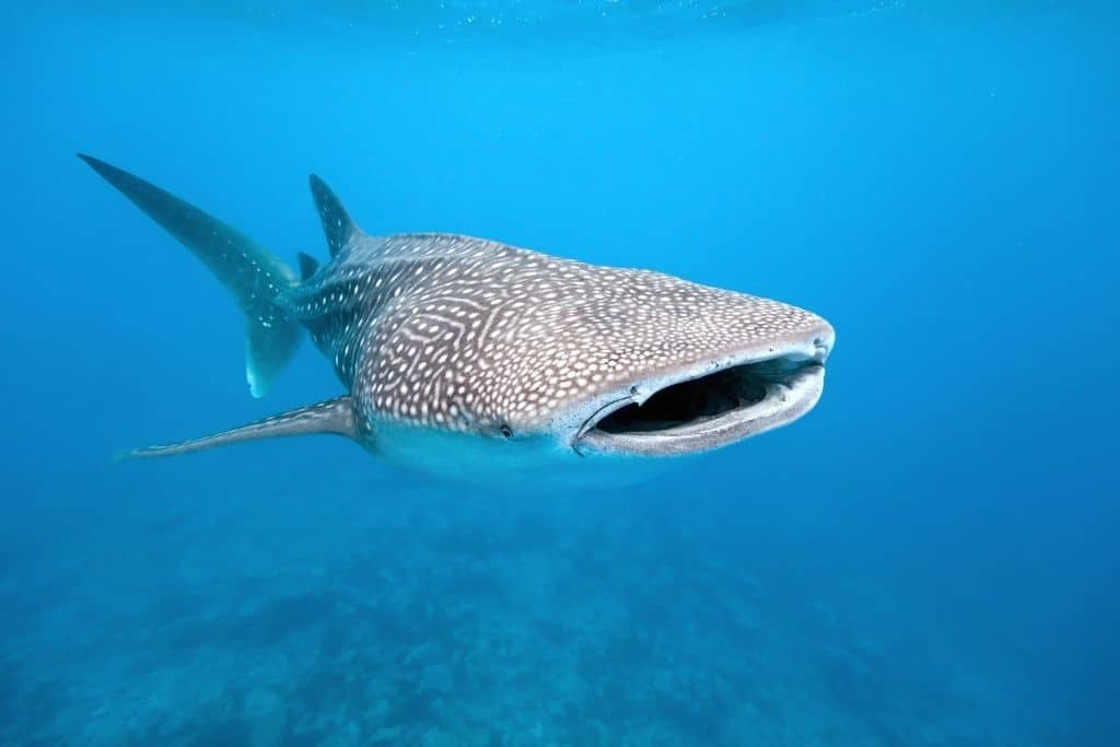 Facts about Whale Sharks 