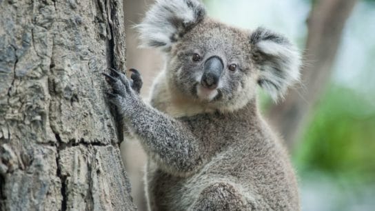 10 of the Most Endangered Species in Australia