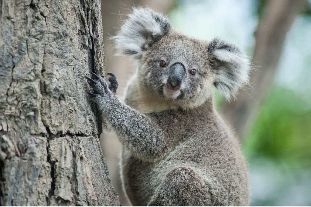 10 of the Most Endangered Species in Australia 