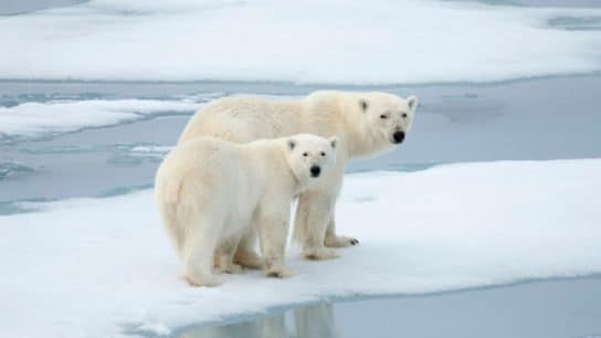Endangered Animals Species Spotlight: Polar Bears