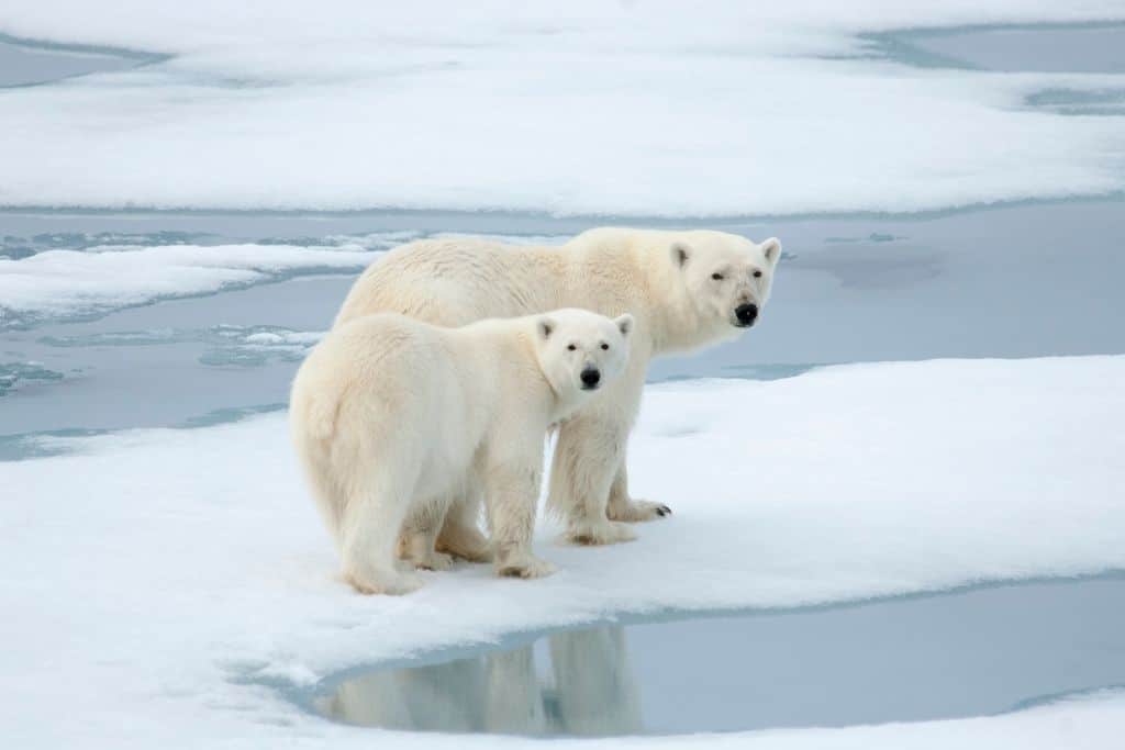 Endangered Animals Species Spotlight: Polar Bears