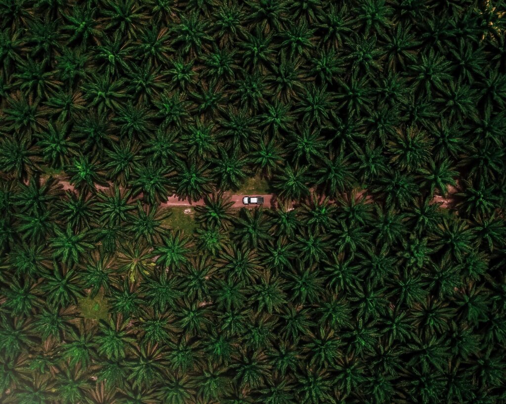 palm oil plantation indonesia