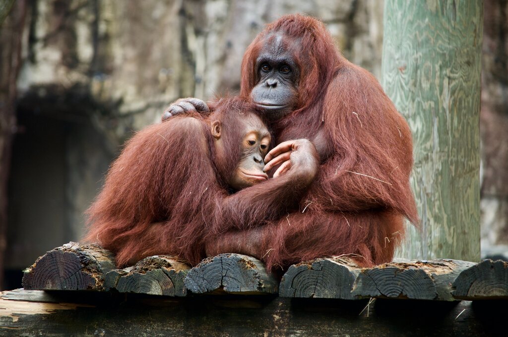 Orangutan: Endangered Animals Spotlight