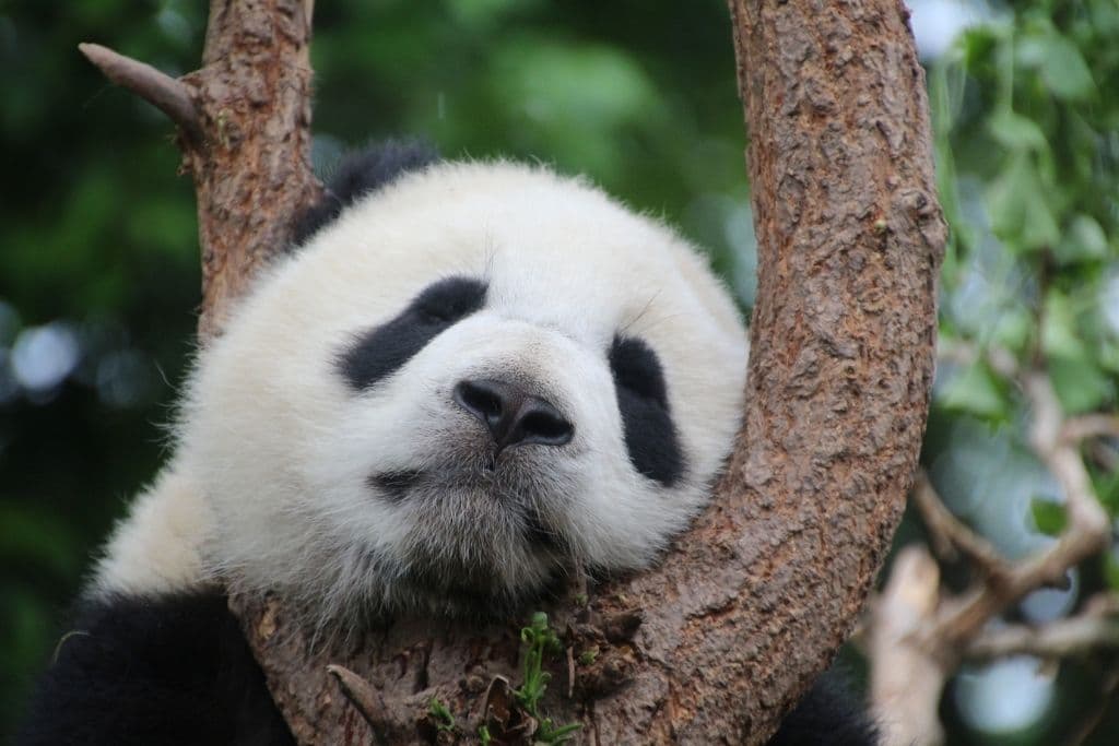 10 Interesting Facts about Pandas
