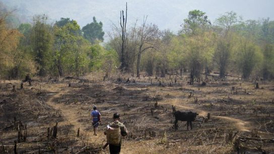 Deforestation in Southeast Asia: Causes and Solutions
