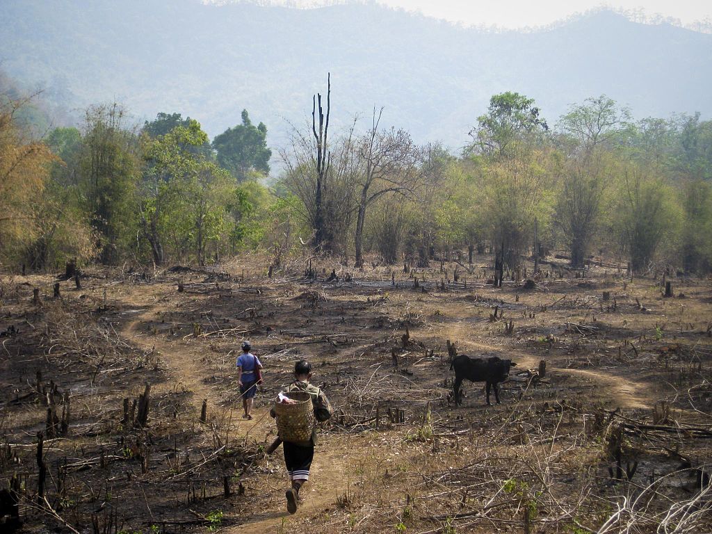 Deforestation in Southeast Asia
