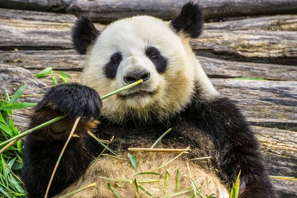 interesting facts about pandas