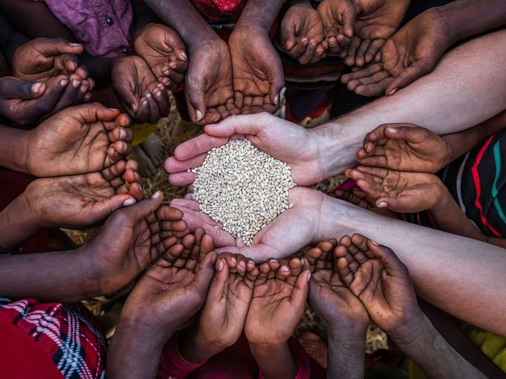 Почему мы должны заботиться о глобальной продовольственной безопасности