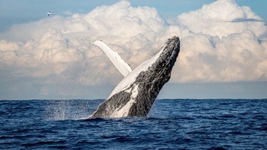 Humpback Whale No Longer Listed as ‘Threatened’ in Australia