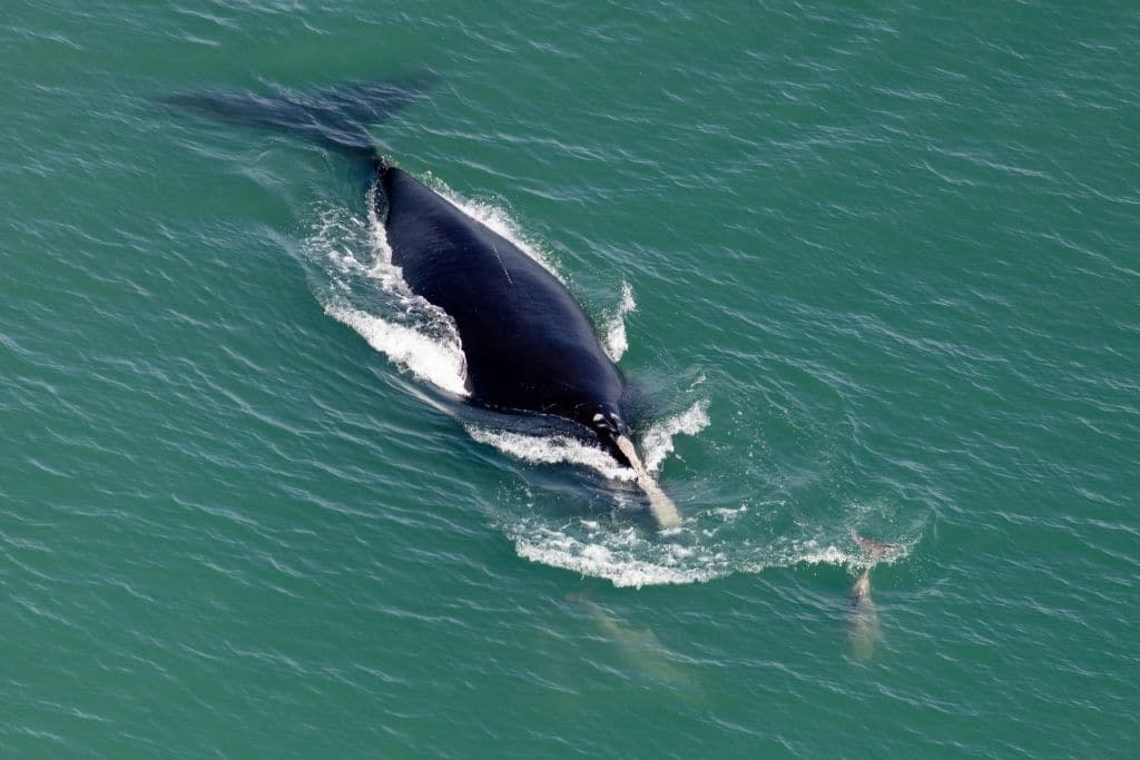 Saving the Endangered North Atlantic Right Whale and the Maine Lobster Industry