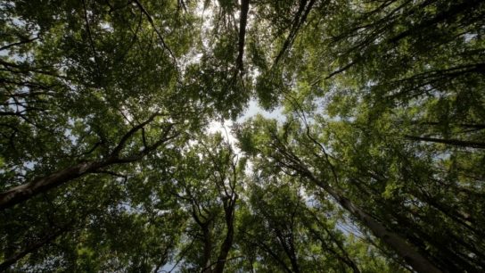 Forests Deliver Climate Benefits Beyond Carbon Sequestration: Study