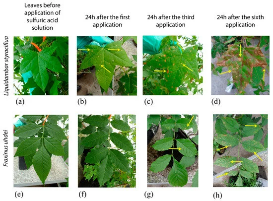 how does acid rain affect plant growth; Simulation of leaf damage that can be caused by acid rain. Source: Verónica et al. (2020)