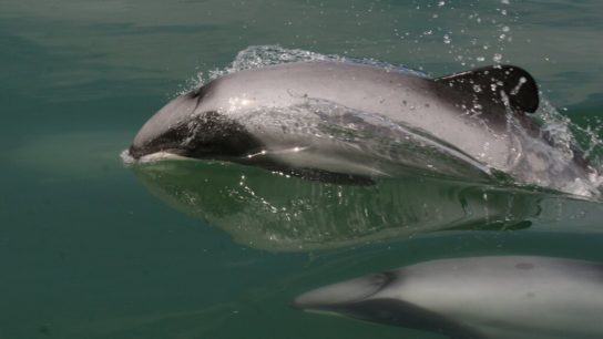 New Zealand’s Lack of Recovery Efforts Likely Dooms the Maui Dolphin to Extinction