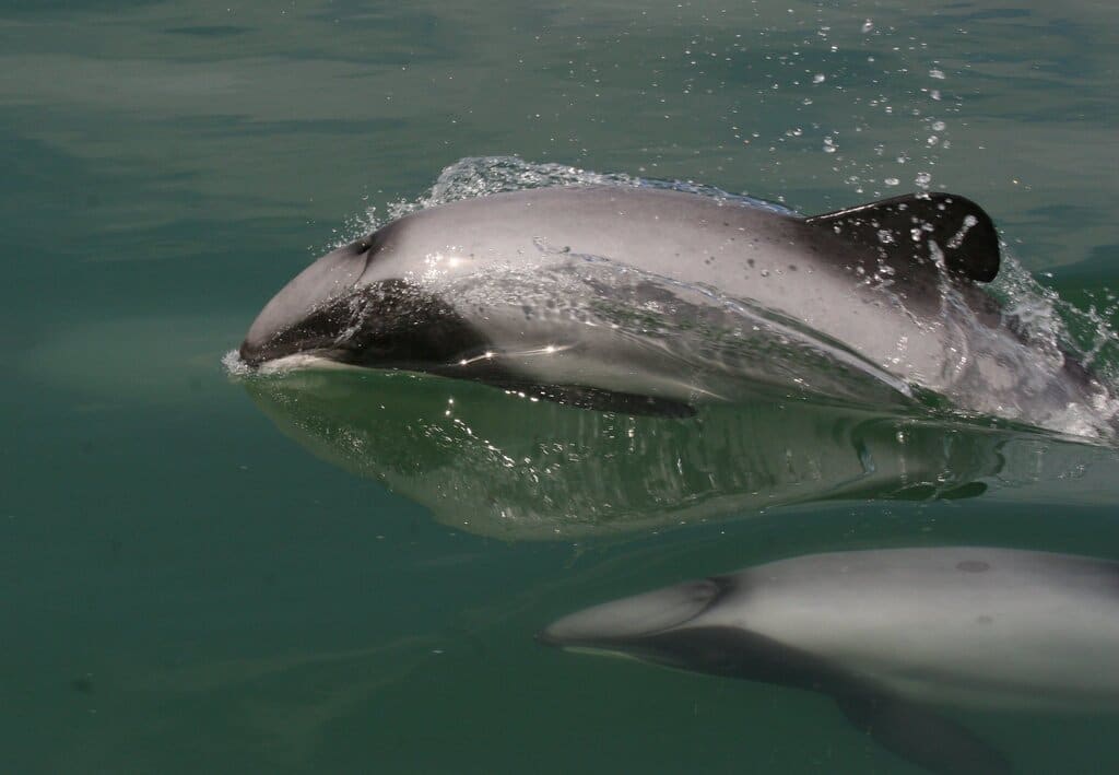 New Zealand’s Lack of Recovery Efforts Likely Dooms the Maui Dolphin to Extinction