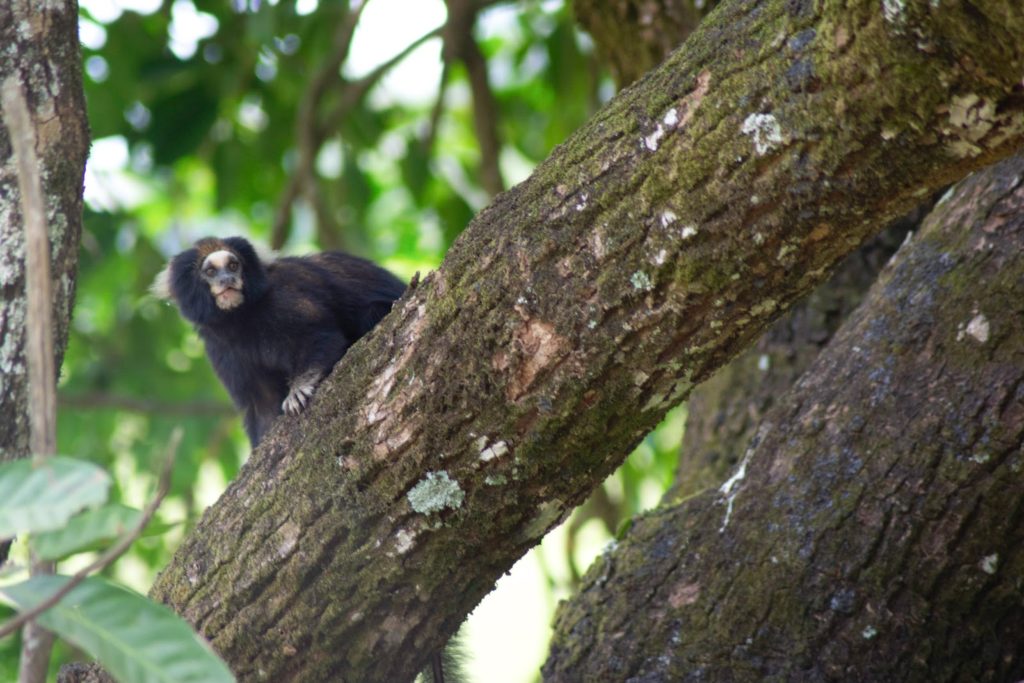 The Battle to Save the Buffy Tufted Marmoset of Brazil