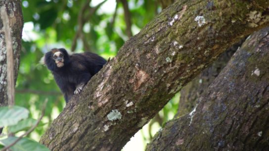 The Battle to Save the Buffy Tufted Marmoset of Brazil