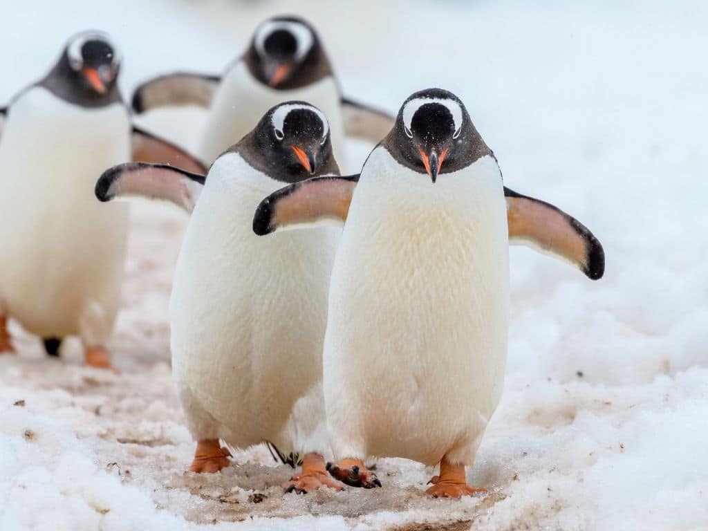 5 Facts About Endangered Penguin Species 