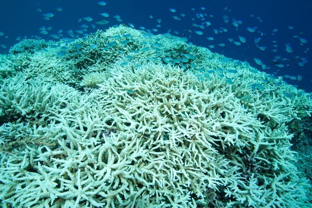 Explainer: What Is Coral Bleaching?