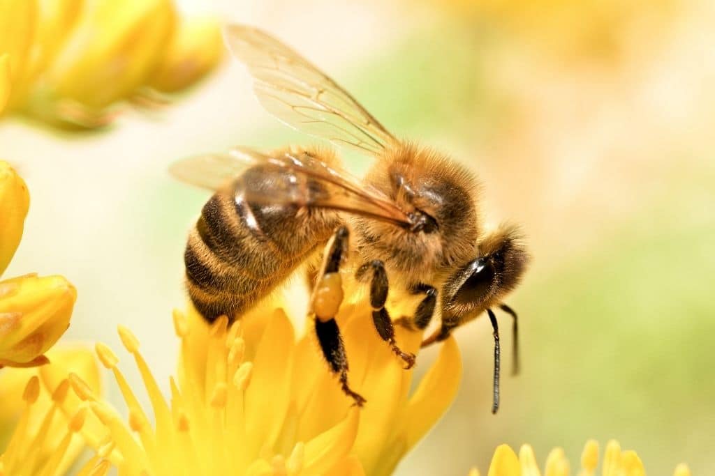 Amenazas del cambio climático contra la abeja melífera y las especies de abejas en peligro de extinción
