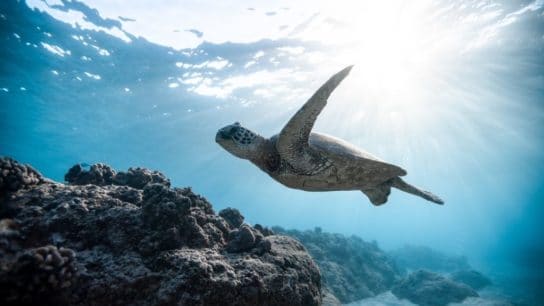 6 Sea Turtle Species Endangered By Climate Change and Human Activity