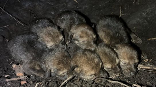 First Endangered Red Wolf Pups Born in the Wild Since 2018
