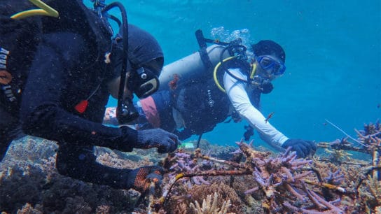 Community-Led Coral Reef Restoration Project Is Rare Hit Amid Slew of Misses in Indonesia