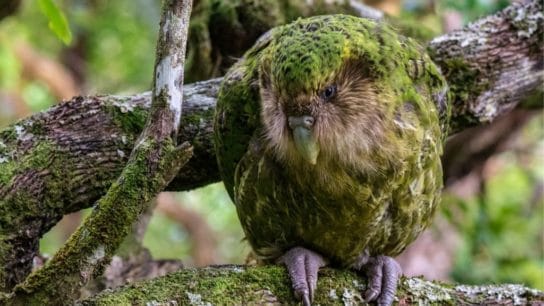 7 of the World’s Most Endangered Bird Species