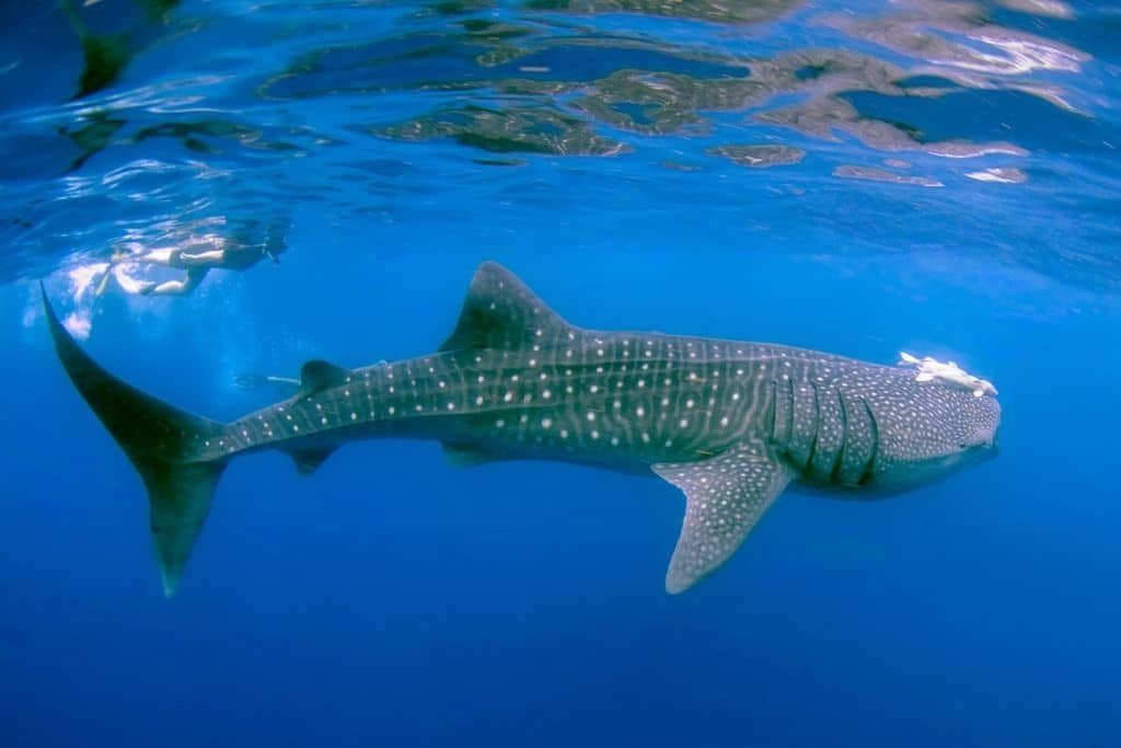 endangered species in the ocean