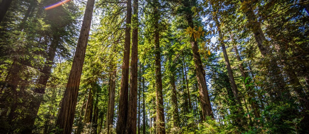 President Biden Signs Order Aimed At Protecting Old-Growth Forests Across US
