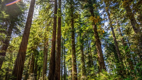 President Biden Signs Order Aimed At Protecting Old-Growth Forests Across US