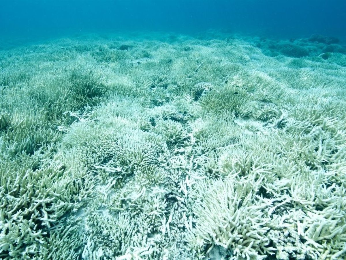 91% of Corals in Great Barrier Reef Affected by Bleaching in 2022 |  